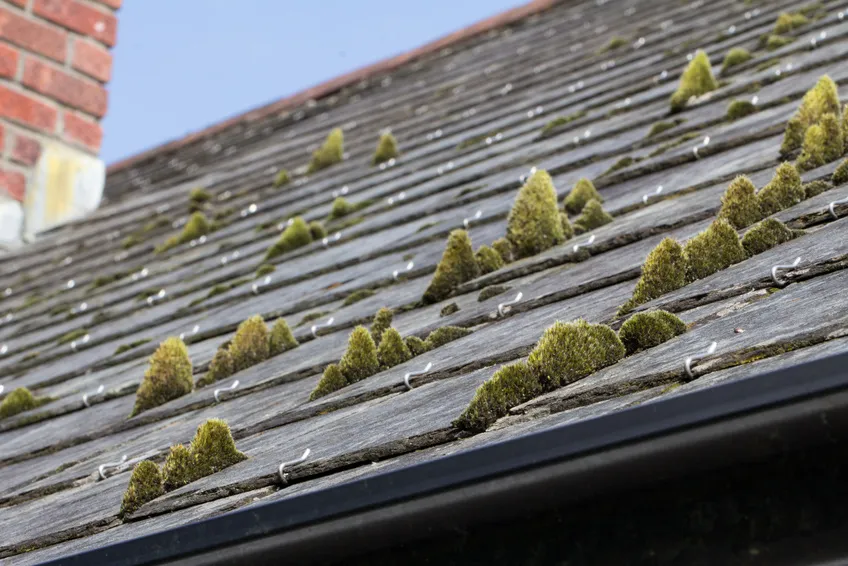 moss on roof